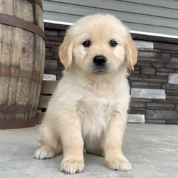 Beautiful Golden retriever puppy