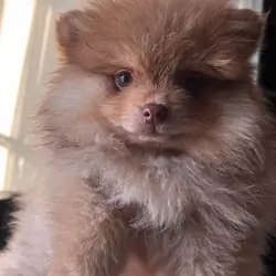 Pomeranian