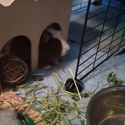 Healthy 4-year-old female guinea pig