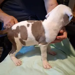 Registered Pit Bull Puppies