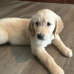 Golden Retriever Puppies