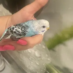 3 Baby Tamed budgies