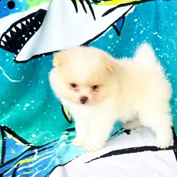 CKC Pomeranian: WOODY
