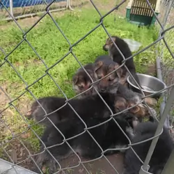 German shepherd puppies