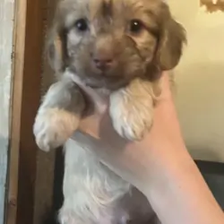 Yorkie boy looking for new home