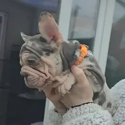 French Bulldog Puppies for Sale – Healthy, Family-