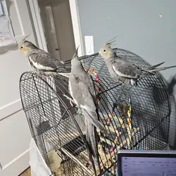 tame and hand fed baby cockatiels.