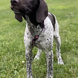 GSP PUPPIES!!!