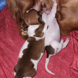 Miniature dachshund male