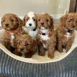 Amazing Mini Goldendoodle puppies available F1