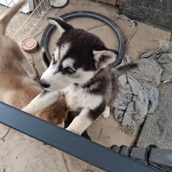 husky pups