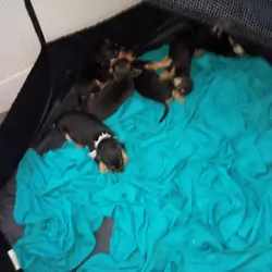 Chihuahua French bulldog mix puppies