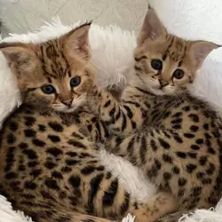 Bengal kittens