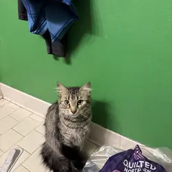 Free Maine coon/house cat mix