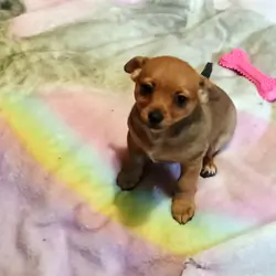 Chihuahua Powder Puff puppies