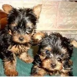 Gorgeous Teacup Yorkie puppies