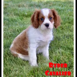 Ryder Male Cavalier