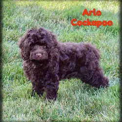 Arlo Male Cockapoo