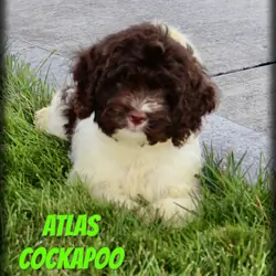 Atlas Male Cockapoo