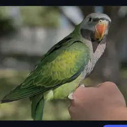 Derbyan Parakeet, hand fed