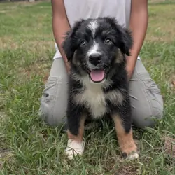 Stunning Australian Shepherd puppies