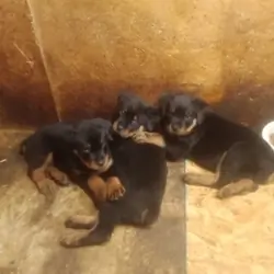 German Rottweilers Puppies Available