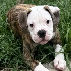 NKC American Bulldog Puppy, Bo — Our Sweet Little