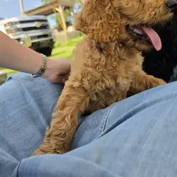 Goldendoodle Puppies