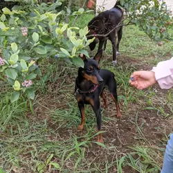 English Toy Terrier