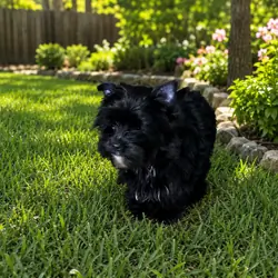 YORKSHIRE TERRIER