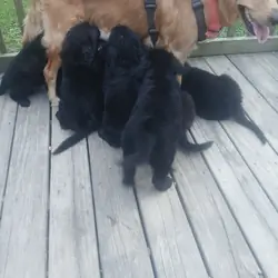 8 week old puppies