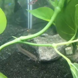 Fish with tank