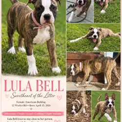 NKC Lula Bell — The Sweetheart of the Litter