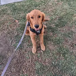 Golden retriever
