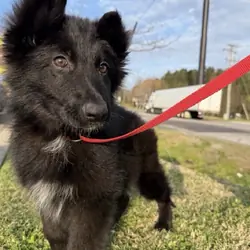 German shepherd
