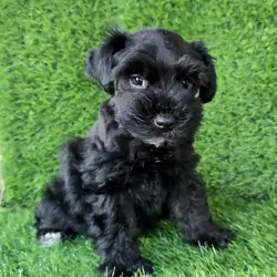 Miniature Schnauzers