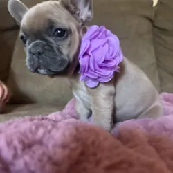 French bulldog