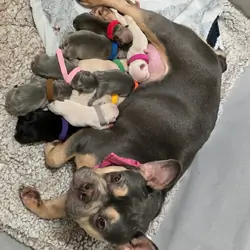 French Bulldog Puppies for Sale – Healthy, AKC-Qua