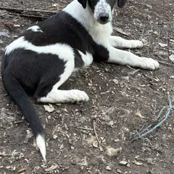 Dalmatian/Border Collie
