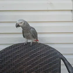 congo african grey