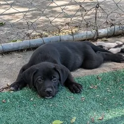 Puppies