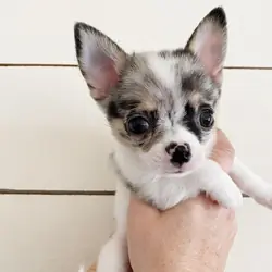 Cute Chihuahua Puppies ready for new home!!