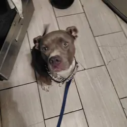 1 year old blue nose pit bull