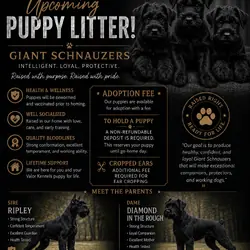 Giant Schnauzer Puppies