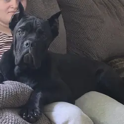 Anubis