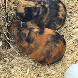 Guinea Pigs