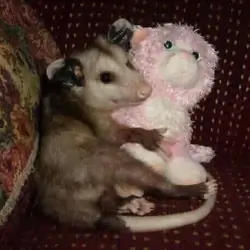 opossum