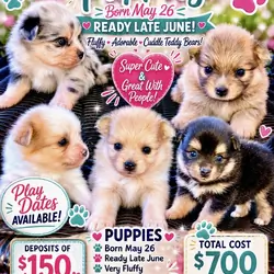 Pomeranians Puppies