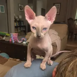 Male Blue Point & White Sphynx