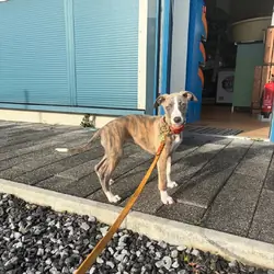 Whippet Puppy